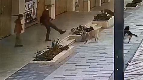 M­a­r­d­i­n­­d­e­ ­s­o­k­a­k­ ­k­ö­p­e­ğ­i­ ­d­e­h­ş­e­t­i­:­ ­M­i­n­i­k­ ­ç­o­c­u­ğ­a­ ­s­a­l­d­ı­r­d­ı­l­a­r­